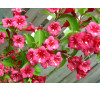 Вейгела гібридна Брістол Рубі (Weigela hybrida  "Bristol Rubi")